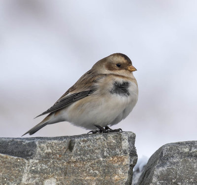 Snow Bunting