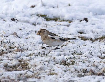 Snow Bunting
