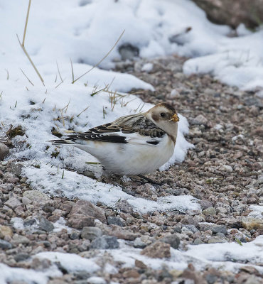 Snow Bunting