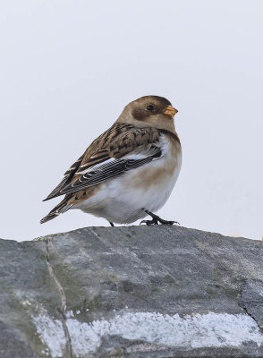 Snow Bunting