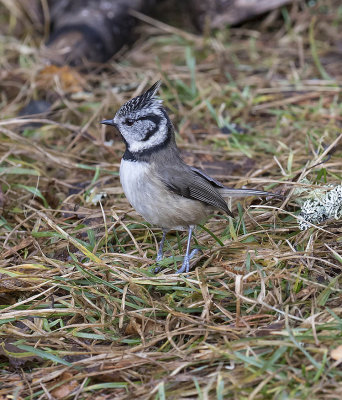 Crested Tit