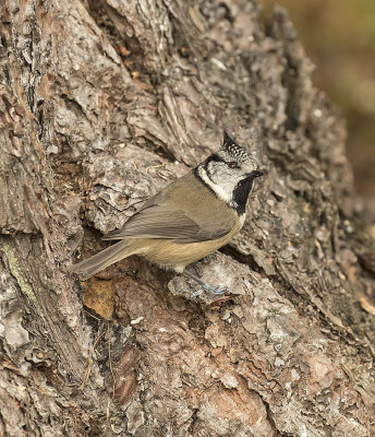 Crested Tit