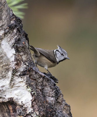 Crested Tit