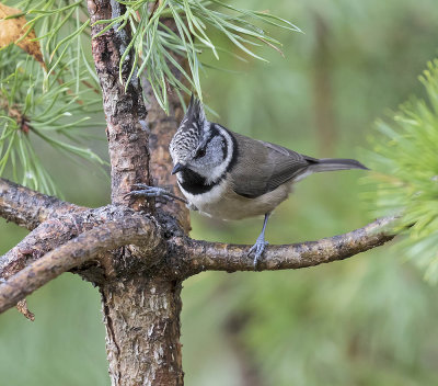 Crested Tit