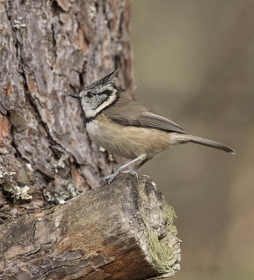 Crested Tit