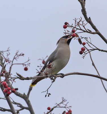 Waxwing
