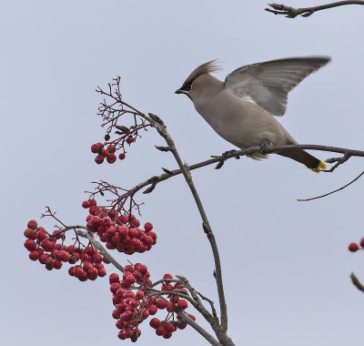 :: Waxwing ::