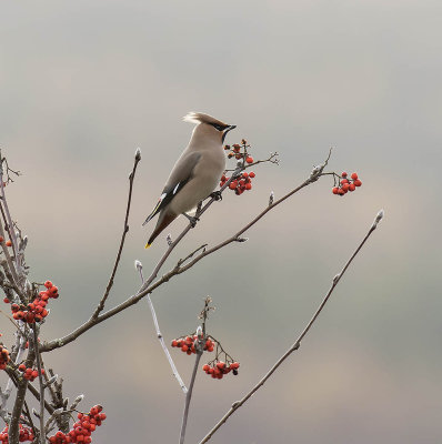 Waxwing