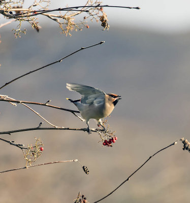 Waxwing