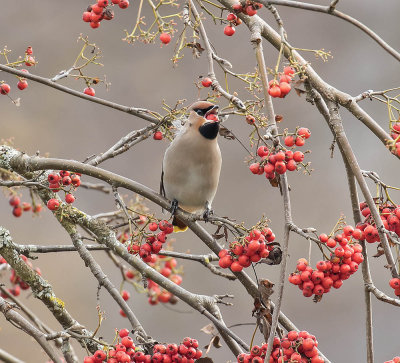 Waxwing