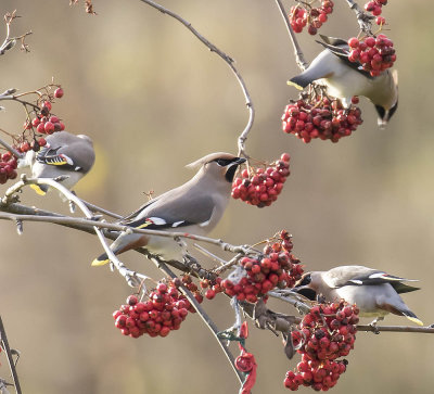 Waxwing
