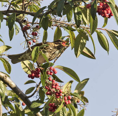 Redwing