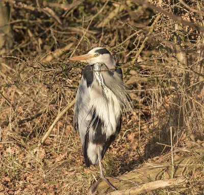 :: Grey Heron 