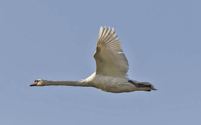 Mute Swan