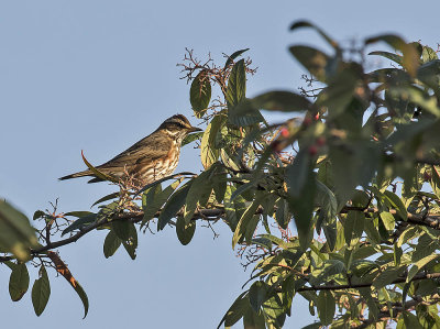 Redwing