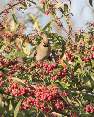 Waxwing