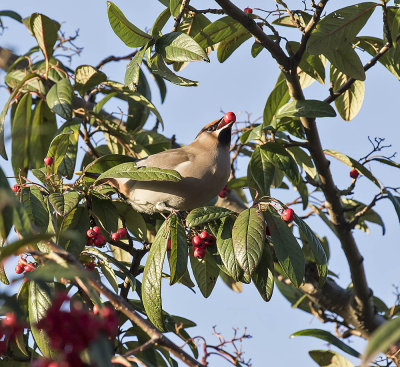 Waxwing