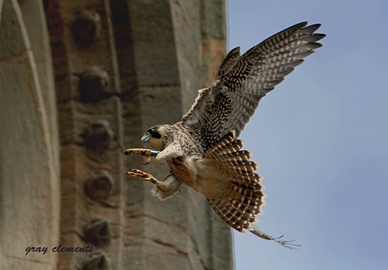 peregrine falcon