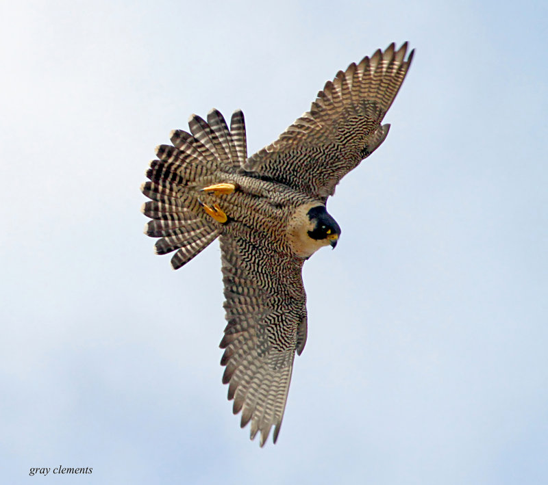 peregrine in flight