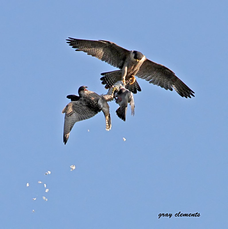 peregrine training