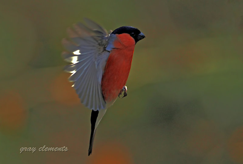 bullfinch (m) 