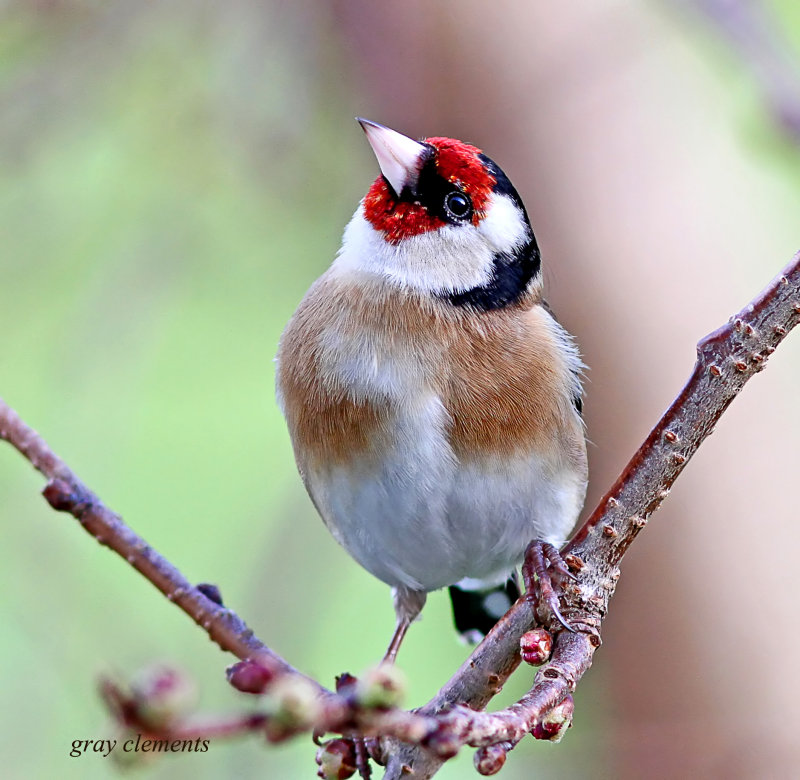 goldfinch