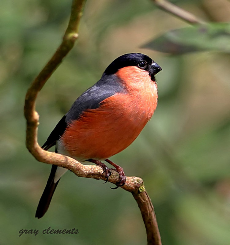 bullfinch (m)