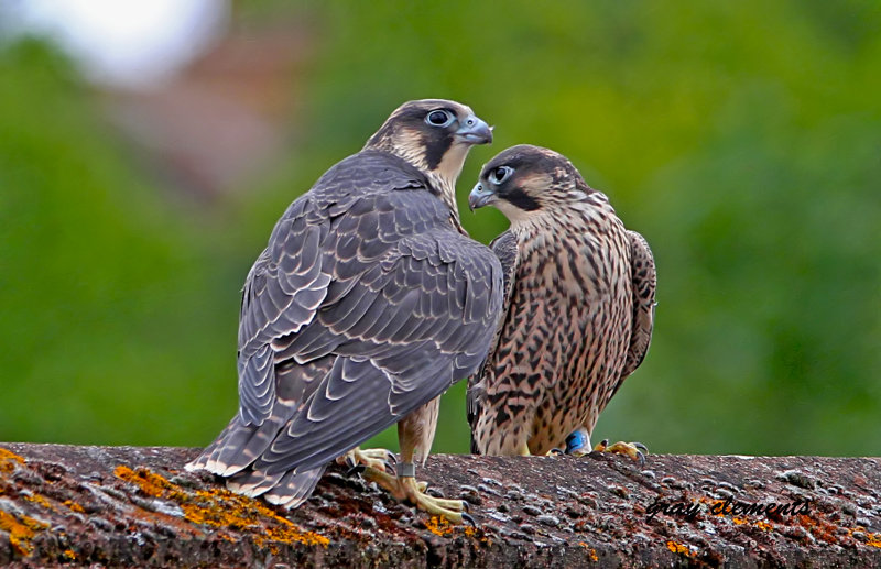 peregrine sisters