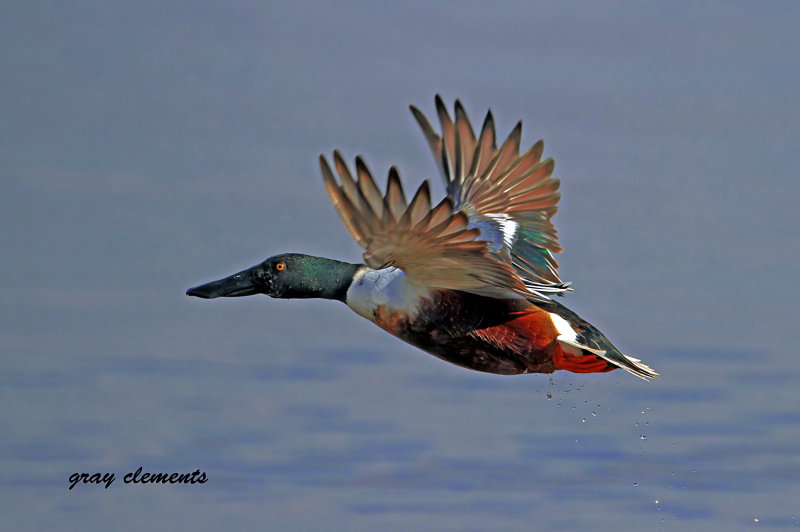 shoveler flight