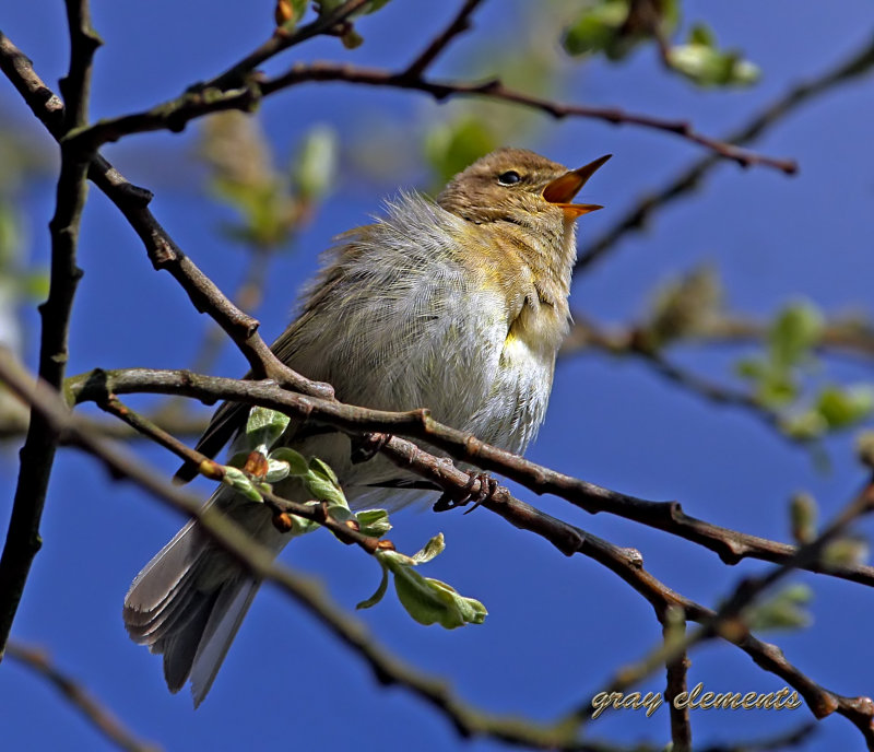 chiffchaff