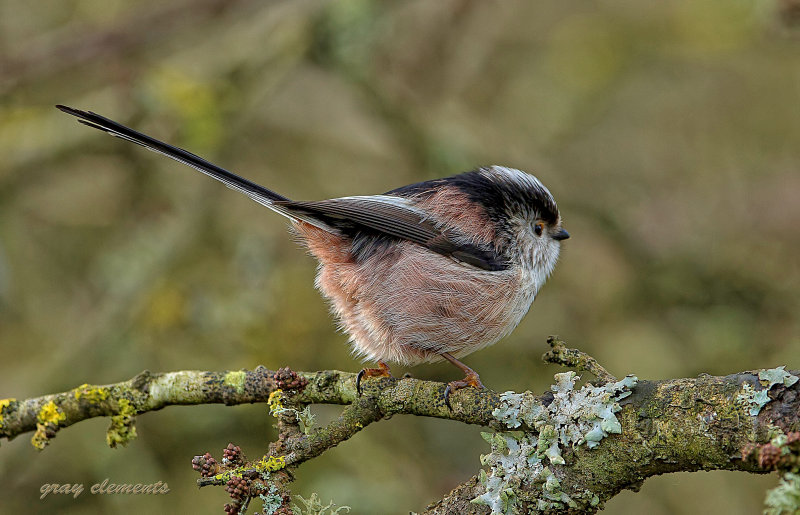 long tailed tit