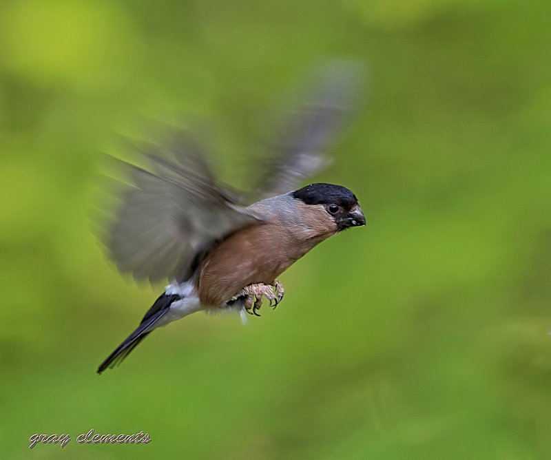 bullfinch (f) 