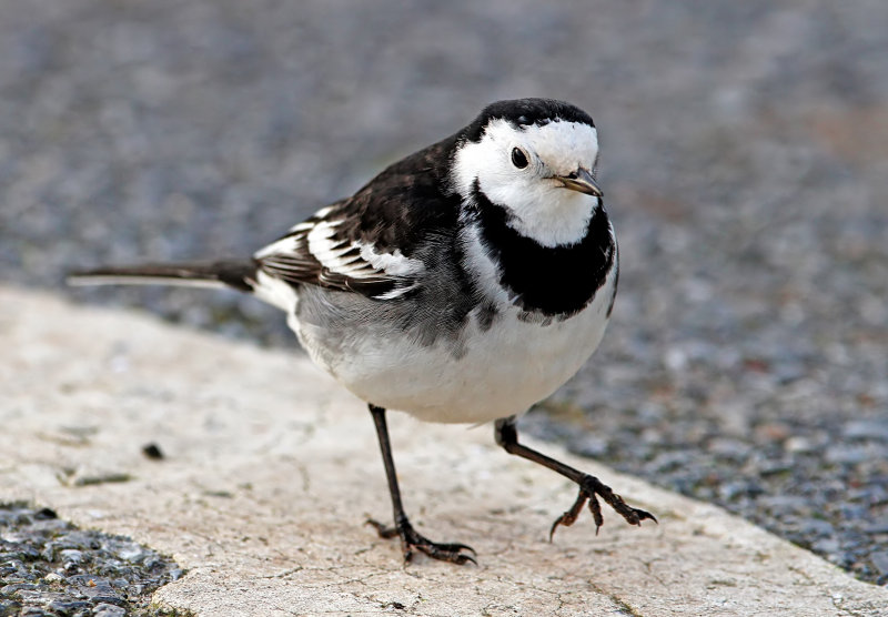 pied wagtail