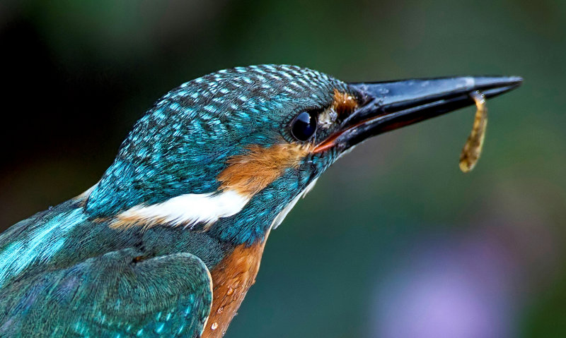 kingfisher