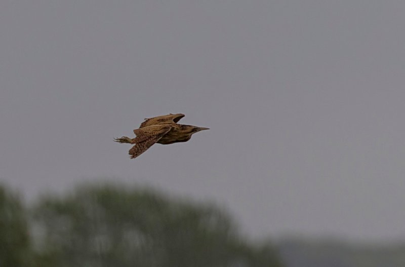 bittern