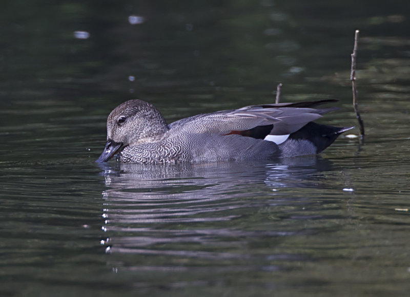  gadwall (m)