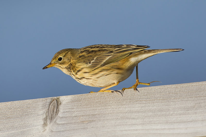 meadow pipit