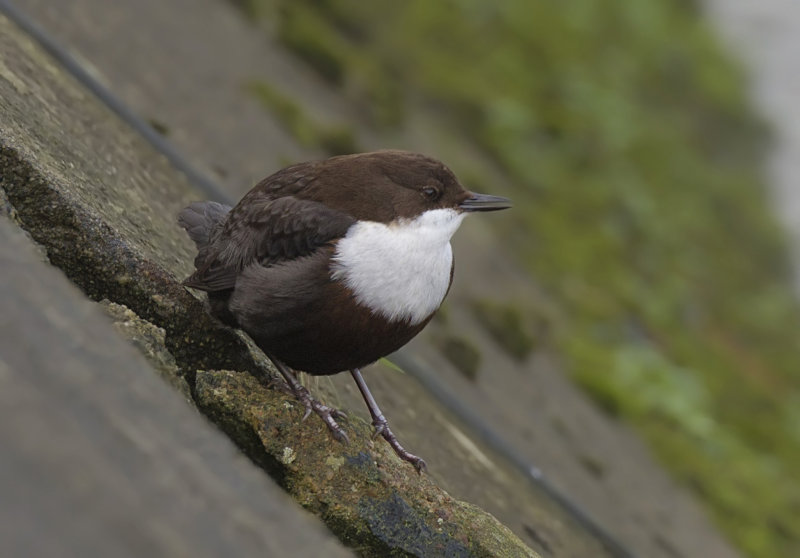   dipper