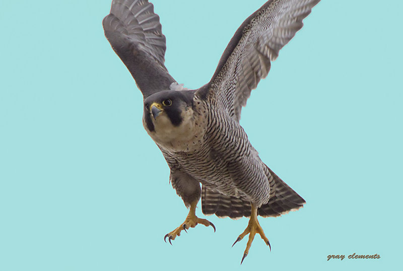 peregrine falcon 