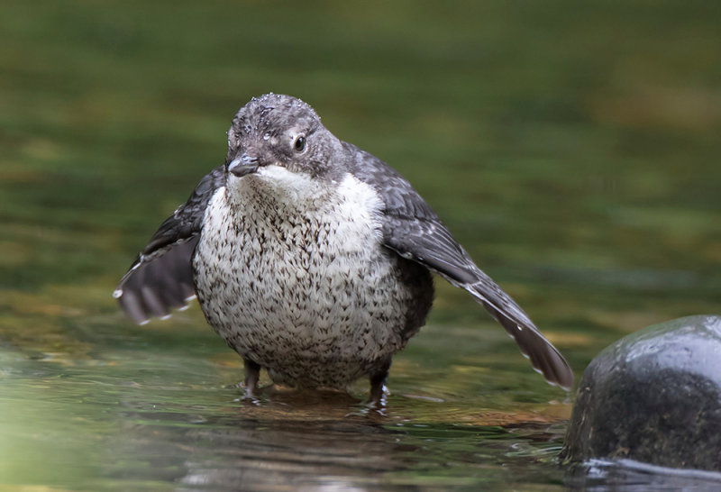  dipper