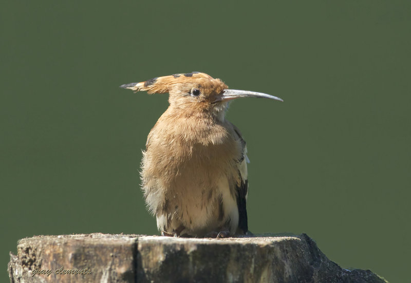  hoopoe
