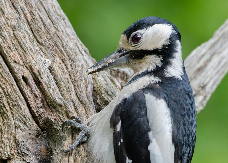 great spotted woodpecker