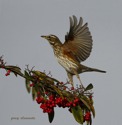 one of our winter visitors
 captured in alphington exeter devon uk