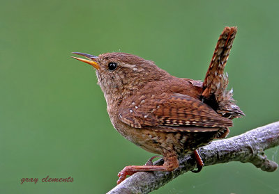 http://www.bbc.co.uk/nature/life/Winter_Wren
wren singing and making its territory known
 captured in exeter devon uk