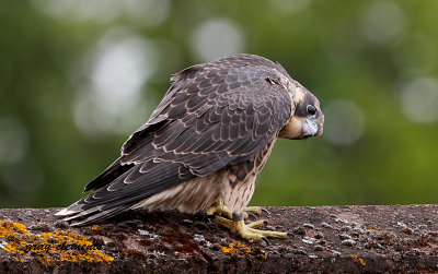 peregrine falcon (11)