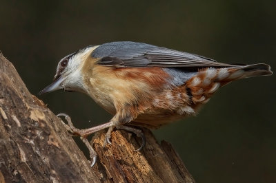 a  nuthatch captured on dartmoor devon uk