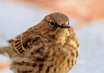 captured  while searching the shoreline for food,captured in dawlish devon uk