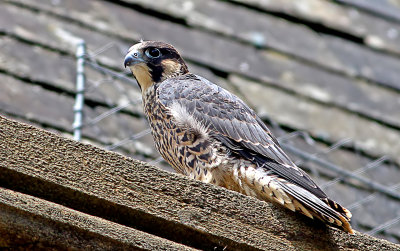  peregrine