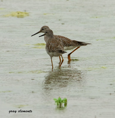  lesser yellowlegs 