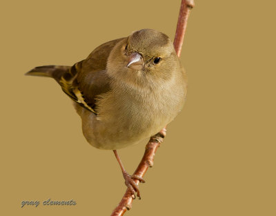 a quick pose from a beautiful female chaffinch,captured in alphington exeter devon uk